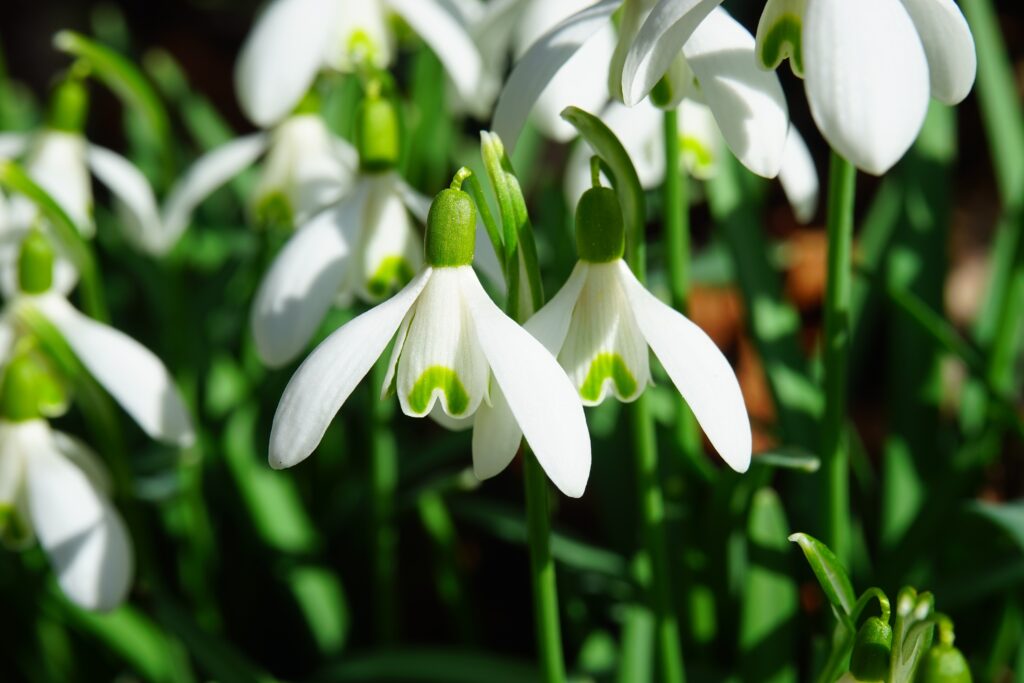 composizioni floreali per l'inverno