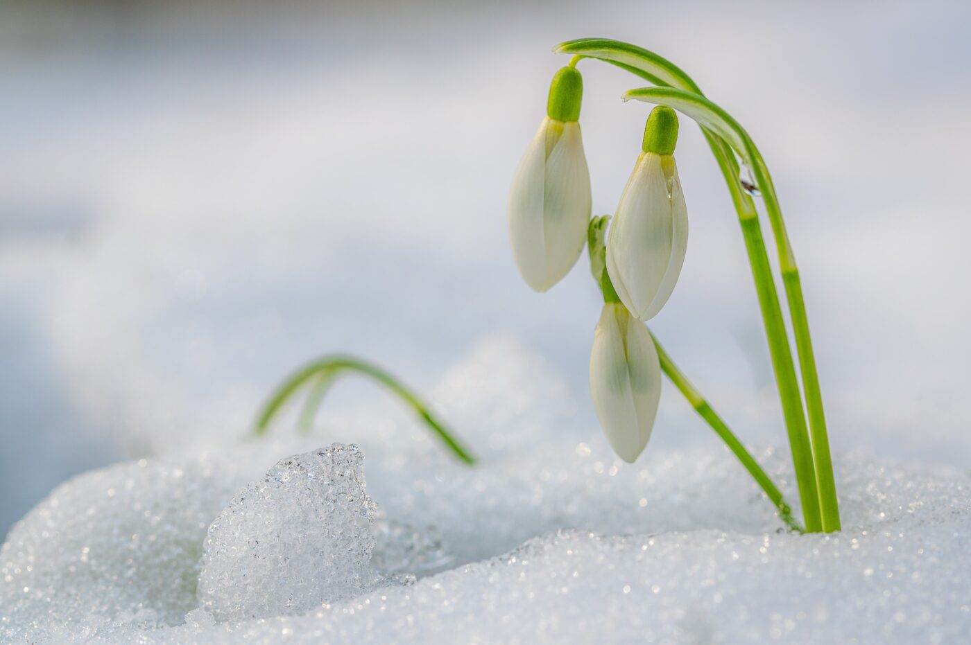 composizioni floreali per l'inverno