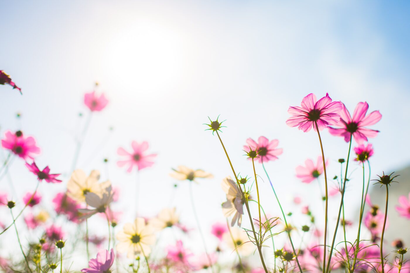 i fiori più belli della primavera