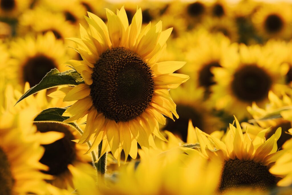 composizioni per eventi - girasoli