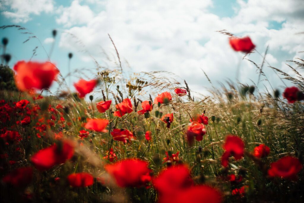 decorazioni floreali