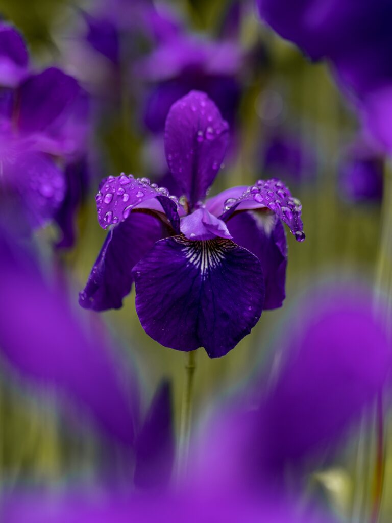 iris