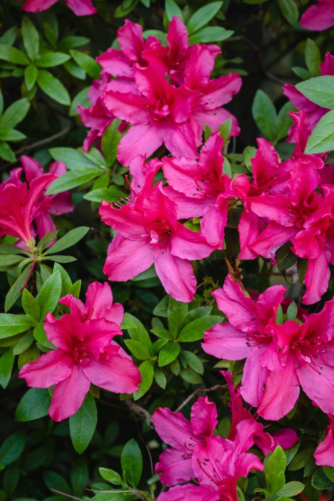 fiori al dettaglio - azalea